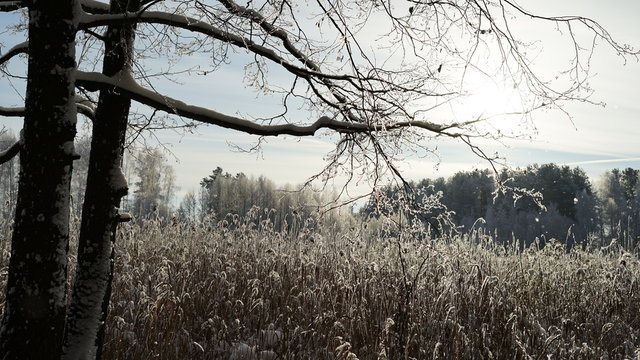 Fototapeta forest