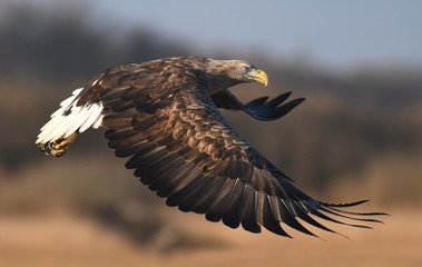 White tailed Eagle (Haliaeetus albicilla)