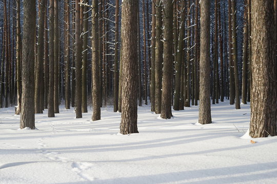 Fototapeta forest