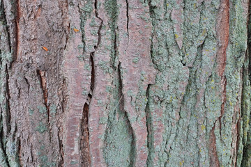 Close up Abstract tree bark background, tree bark, bark photo, bark background, bark macro, forest tree, tree texture, bark texture. Skin the bark of a tree that traces cracking.