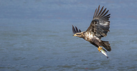 Juvenile Bald Eagle Fishing