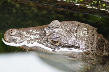 eyes not large crocodile lying in the water