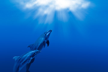Naklejka premium dwa dzikie delfiny grające w promieniach słońca pod wodą na niebiesko