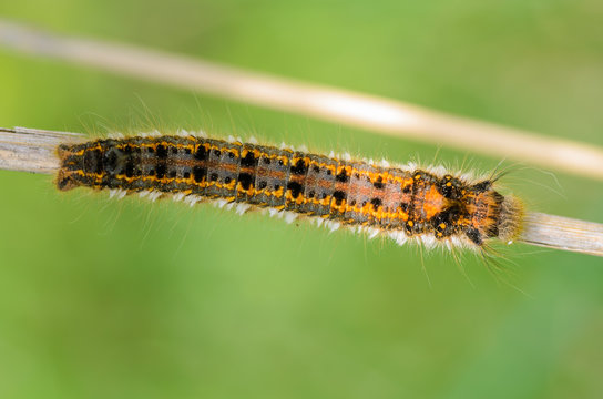 Hairy caterpillar of butterfly silkworm