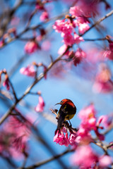 little black bird on pink cherry blossom branch with blue sky background