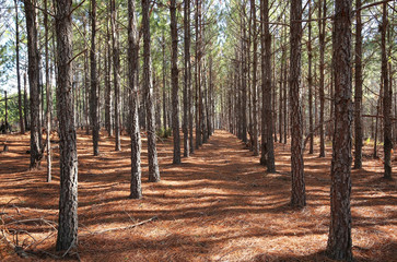 A grove of pine trees planted in a straight line so they grow straighter and taller as a result of...