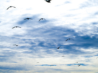 Seagull Soldiers