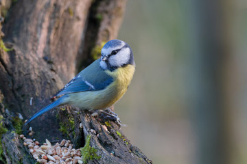 blue tit