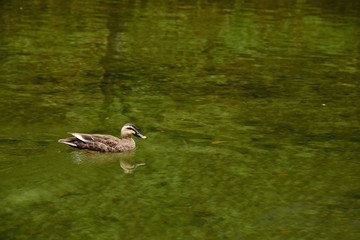 Eastern Spot - billed Duck
