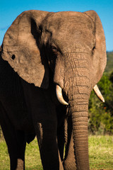 Hole in the ear elephant