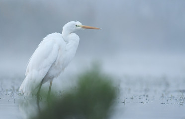 Great white egret (Egretta alba)