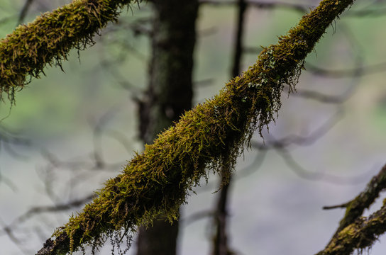 bartflechten am baum
