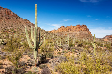 Stunning views beside the Apache Trail through the Tonto National Forest, near Apache Junction, AZ