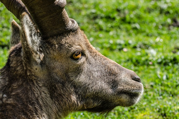 steinbock detail