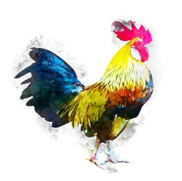 Beautiful rooster watercolor effect with clipping path