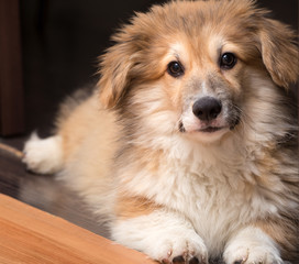 corgi fluffy puppy portrait