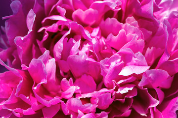 peonies