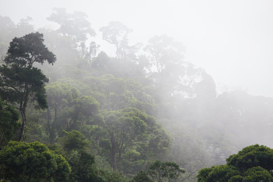 Fototapeta misty jungle forest