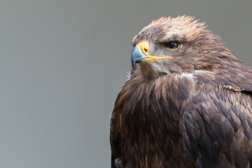 steppe eagle
