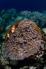 Fototapeta na wymiar False Clownfish and Anemone