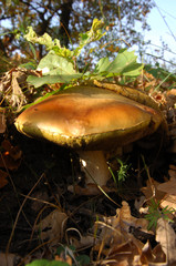 Cep (Boletus edulis) in the forest in autumn day