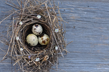 Obraz premium Nest with eggs on rustic wooden background