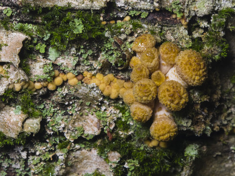 Edible mushrooms Agaric honey fungus, Armillaria mellea, cluster growing through the wood, macro, selective focus, shallow DOF