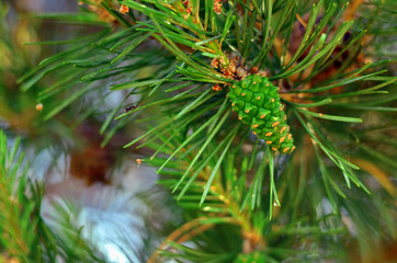 First year pine cone at tree branch