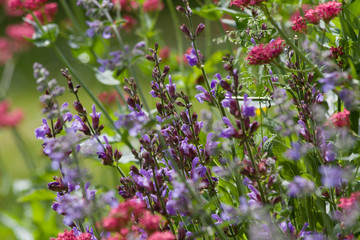 Salbeiblüten und Spornblumen