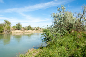 Fototapeta na wymiar Steppe river reeds summer