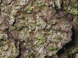 Pine tree bark texture background macro, selective focus