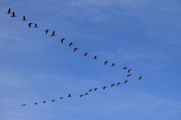 Search Photos Migrate