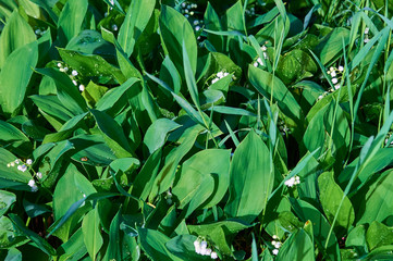 Obraz premium Fresh green spring grass