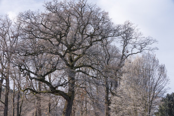 Eichen Bäume im Dezember Frost Reif