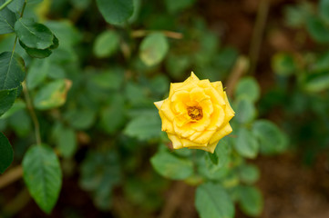 yellow rose