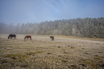 Obraz premium horses