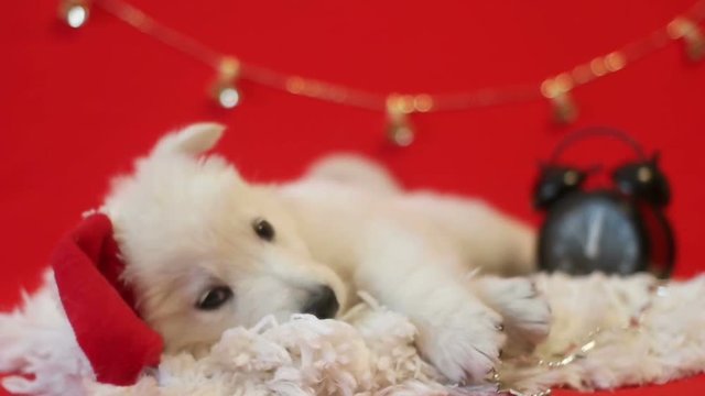 White Shepherd puppy and a new year