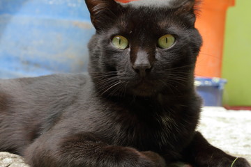 Mirada de gato