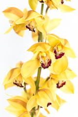 Fototapeta na wymiar Beautiful yellow orchid flowers on white background