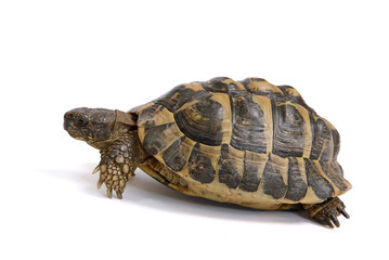 Tortue d'Hermann