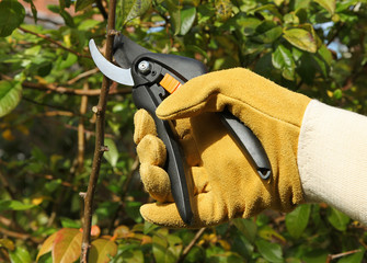 Taille d'un arbuste en automne