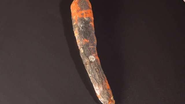 Spoiled rotten carrots rotates on a black background