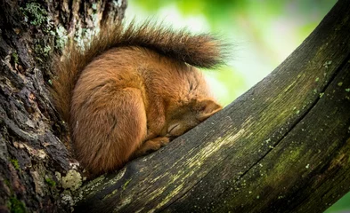 Foto auf Acrylglas Eichhörnchen Eichhörnchen