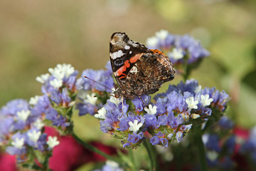Papillon Vulcain sur fleur de statice