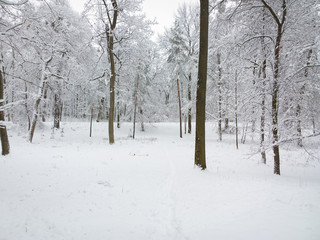 Fototapeta premium Park in winter.