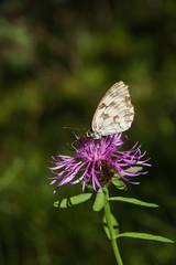 Mariposa Melanargia en Flor Purpura