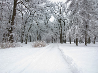 Park in winter.