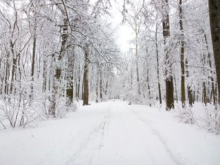 Park in winter.