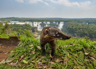 Brazil, State of Parana, Foz do Iguacu, South American Coati(Nasua nasua) by the Iguazu Falls.