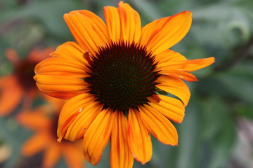 Echinacea blossom closeup